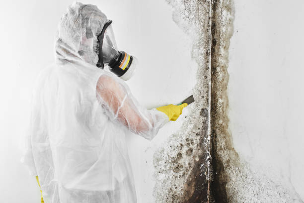 Best Professional Mold Removal  in Wortham, TX