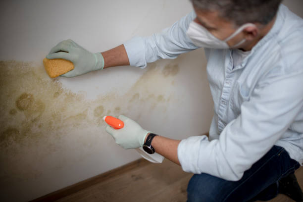 Best Toxic Mold Removal  in Wortham, TX
