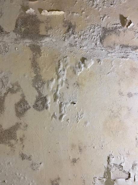 Best Mold Cleaning Services  in Wortham, TX