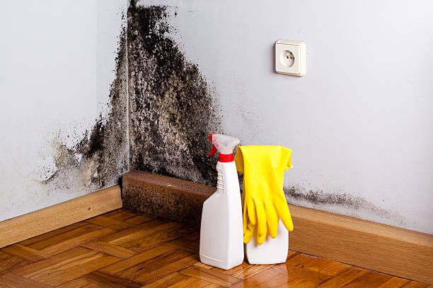 Trusted Wortham, TX Mold Removal Experts