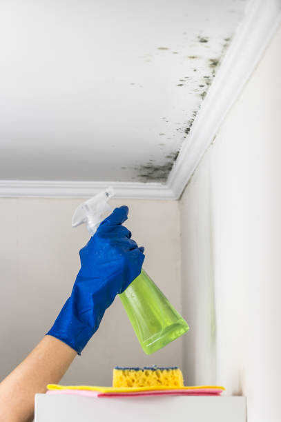 Best Mold Damage Repair  in Wortham, TX