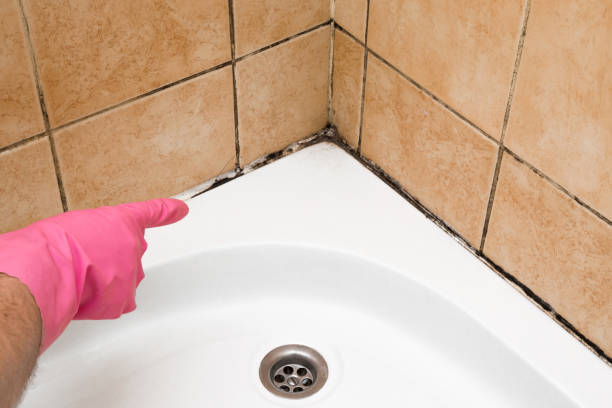 Certified Mold Removal in Wortham, TX