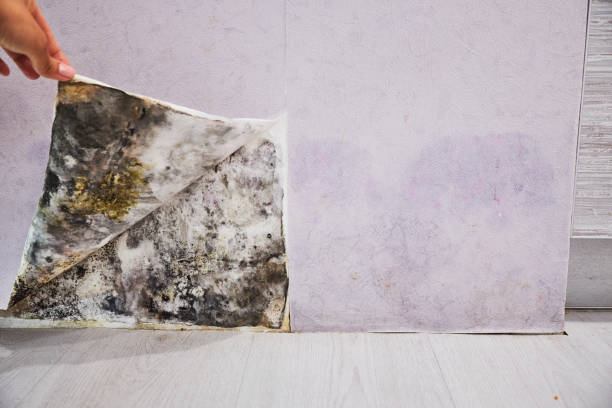 Best Water Damage Restoration  in Wortham, TX